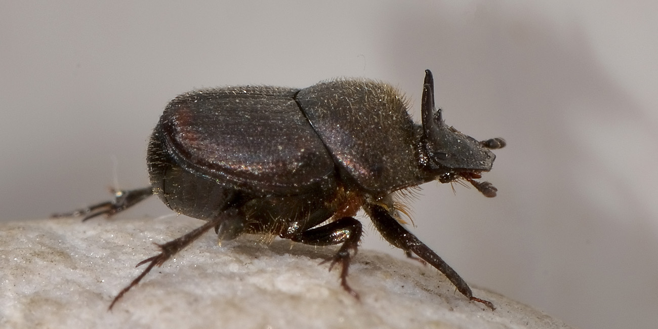 Onthophagus furcatus, Scarabaeidae